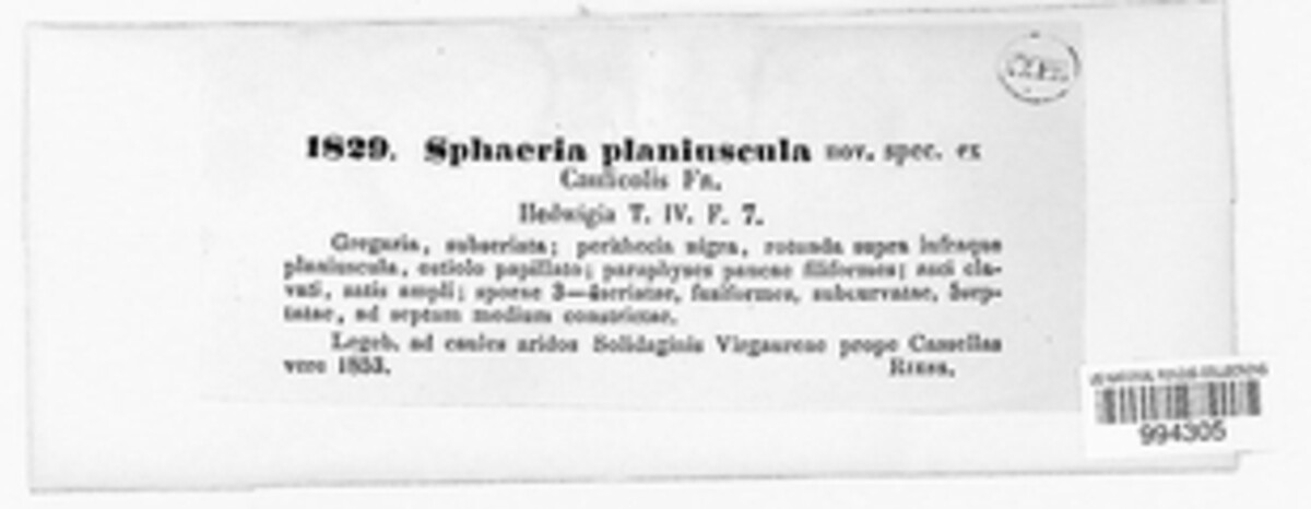 Didymella planiuscula image